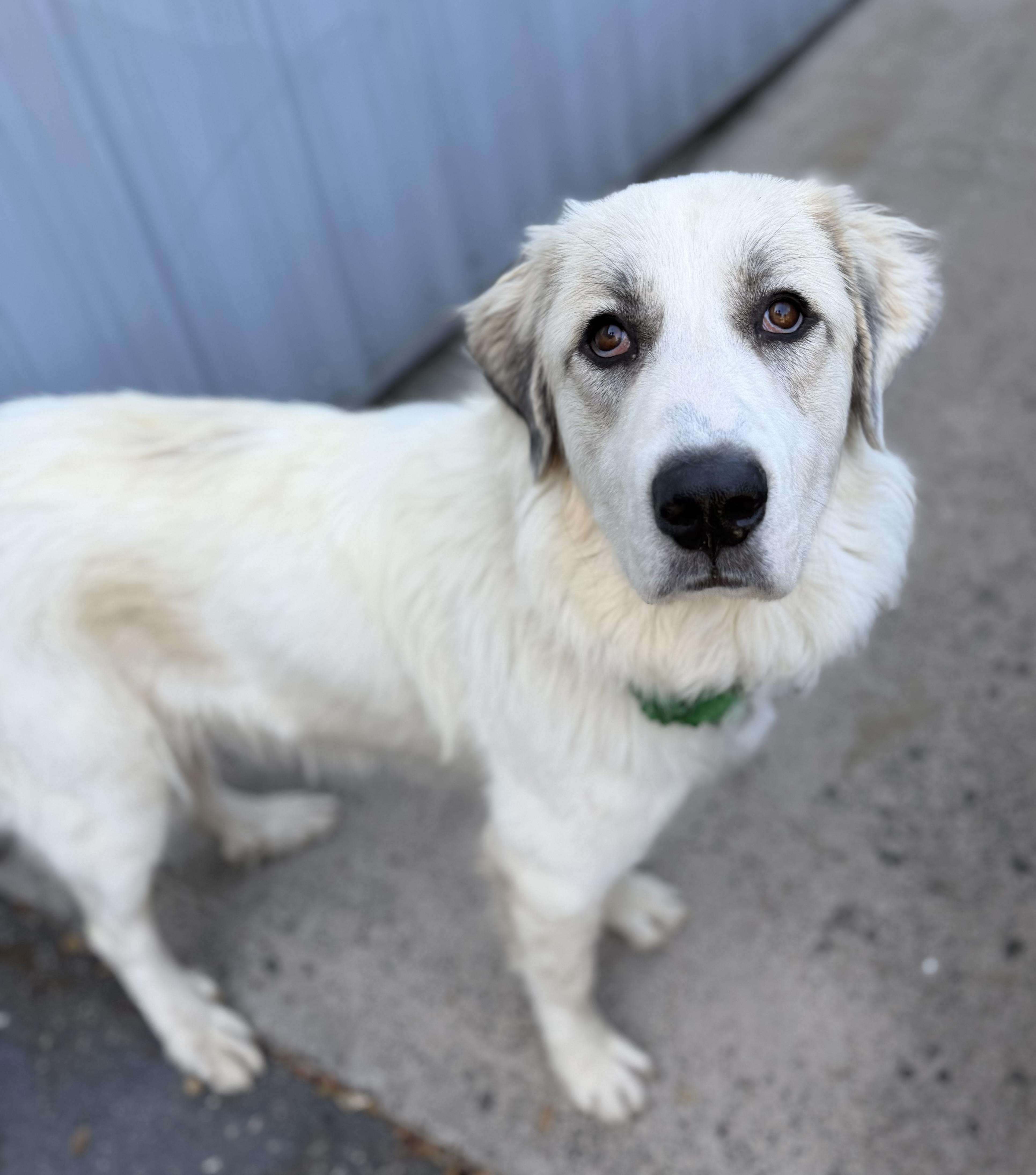 Enlarge Haven 0126, a Adoptable mixed breed in Sonora, CA image 4/4