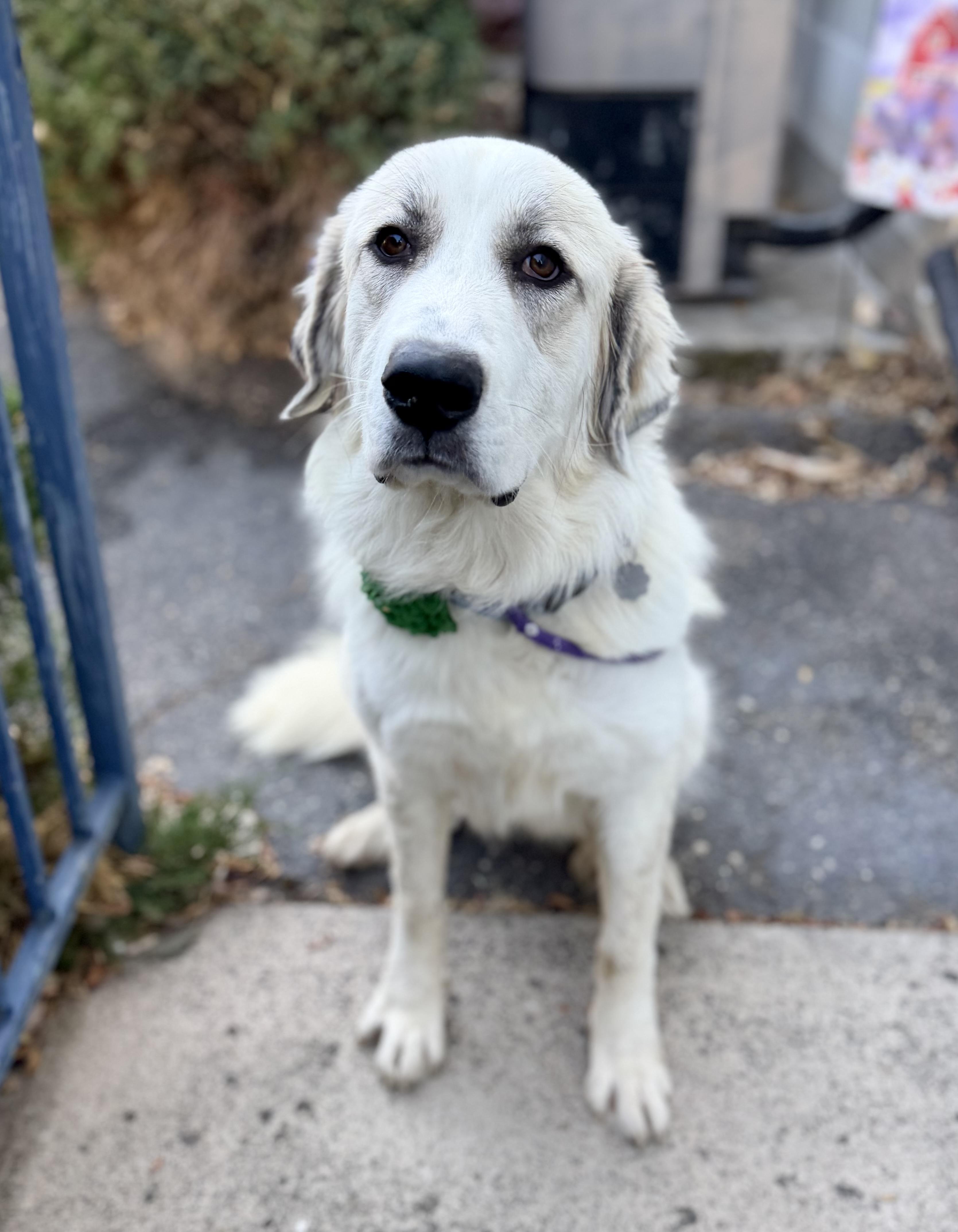 Haven 0126, Adoptable, Young Female Great Pyrenees.