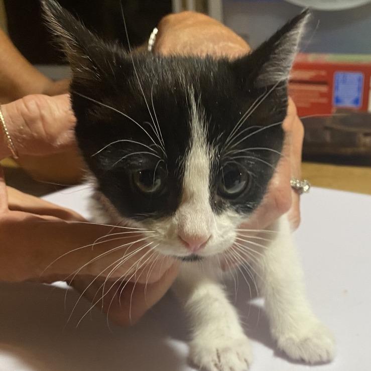 Chacha, Adoptable, Kitten Female Domestic Short Hair.