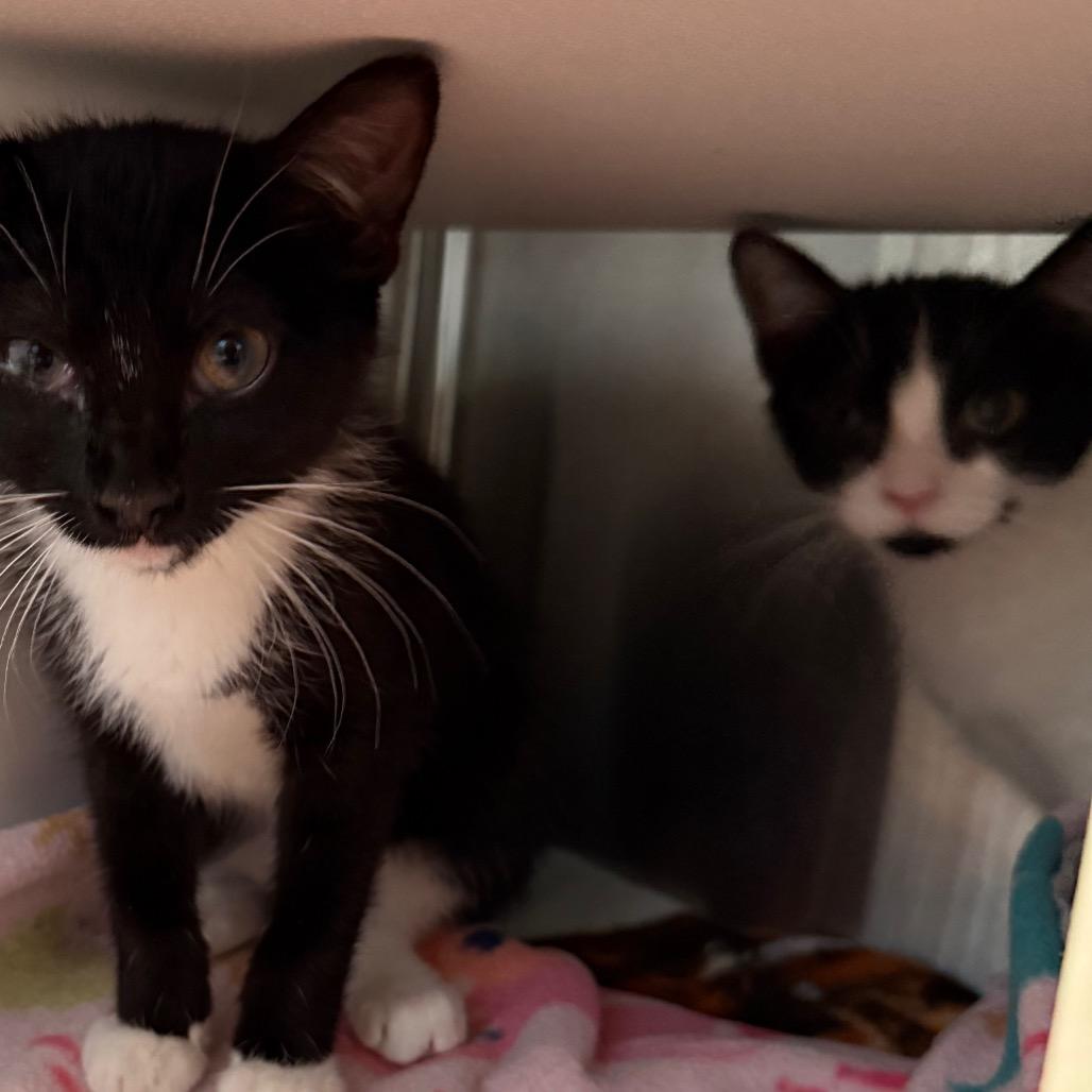 Enlarge Chacha, a Adoptable Domestic Short Hair in Cedaredge, CO image 2/6