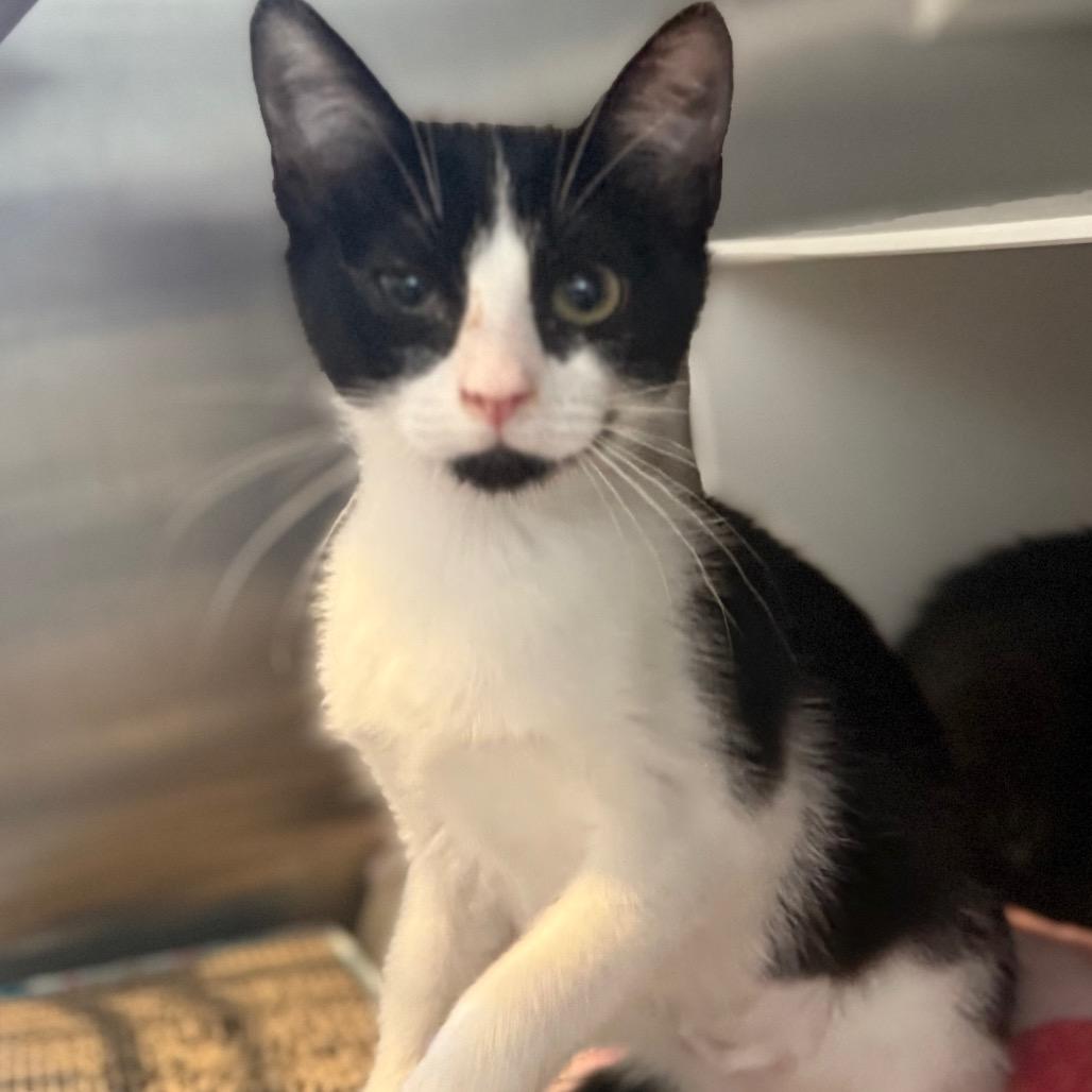Enlarge Chacha, a Adoptable Domestic Short Hair in Cedaredge, CO image 5/6