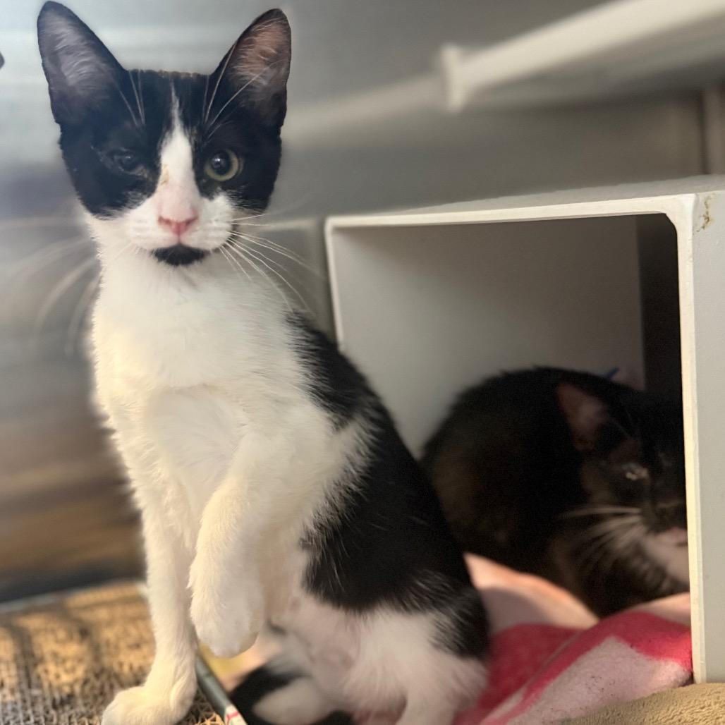 Enlarge Chacha, a Adoptable Domestic Short Hair in Cedaredge, CO image 6/6