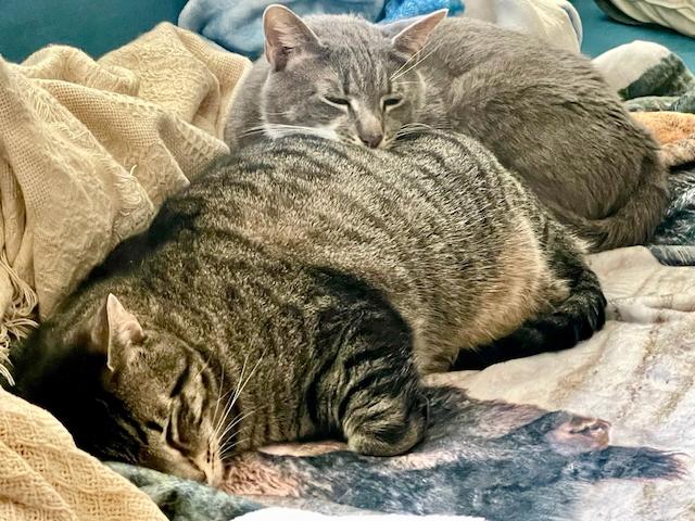 Marco and Polo, a hold mixed breed in Jersey City, NJ image 2/6