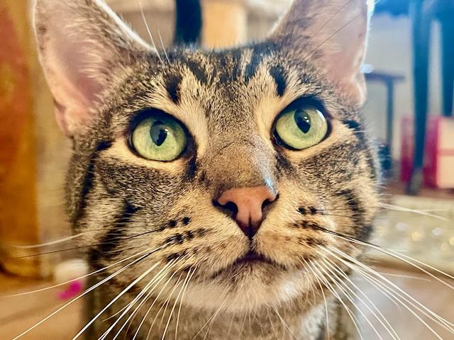 Marco and Polo, a hold mixed breed in Jersey City, NJ image 4/6