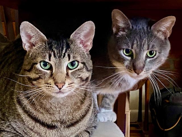 Marco and Polo, a hold mixed breed in Jersey City, NJ image 1/6