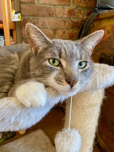 Marco and Polo, a hold mixed breed in Jersey City, NJ image 5/6