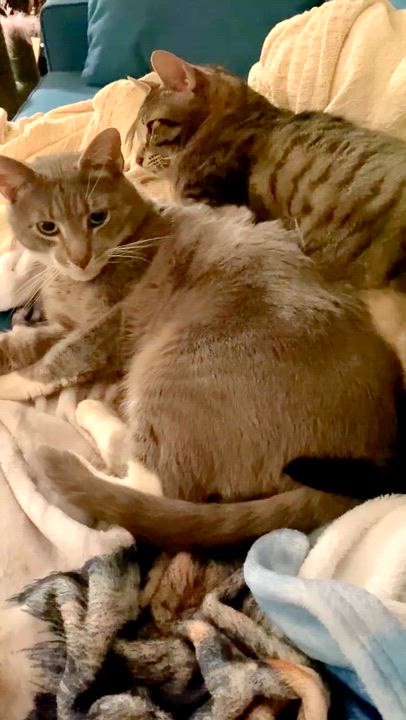 Enlarge Marco and Polo, a hold mixed breed in Jersey City, NJ video 6/6