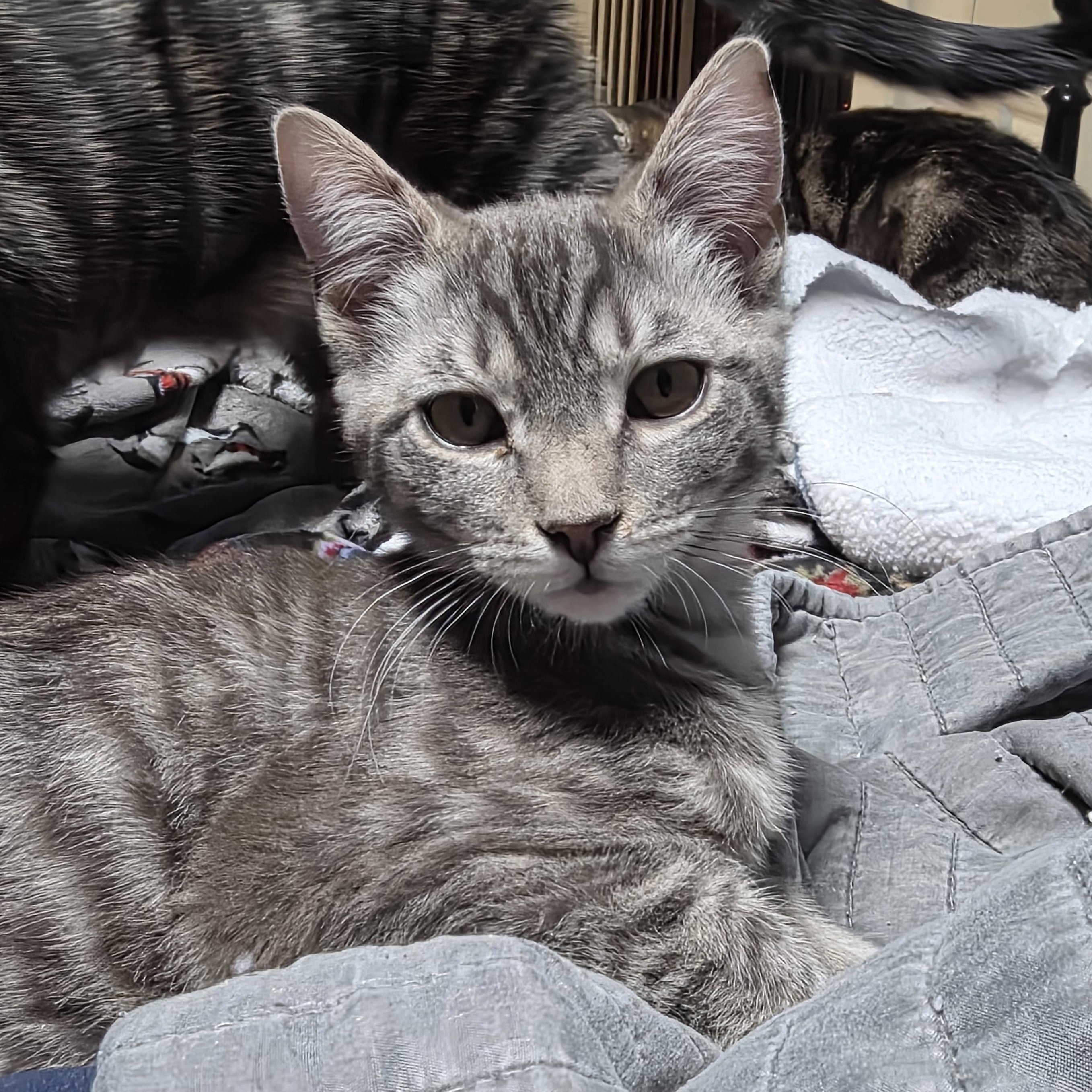 Nova, adopted, Kitten Male Domestic Short Hair.