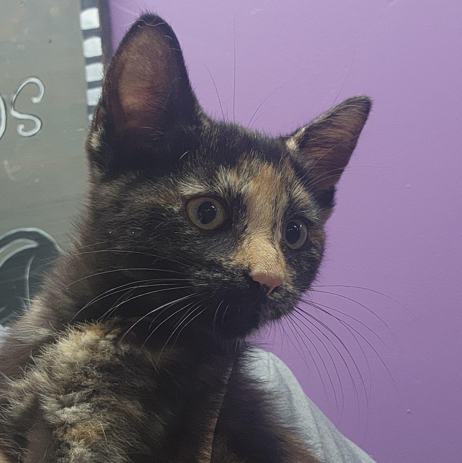 Poppy, Adoptable, Young Female Domestic Short Hair.