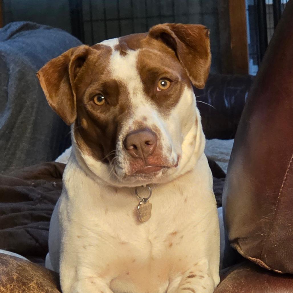 Enlarge Bella, a Adoptable Mixed Breed in Lima, OH image 1/6