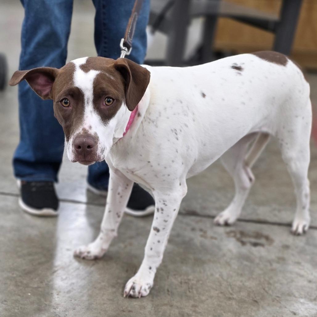 Bella — thumbnail 2