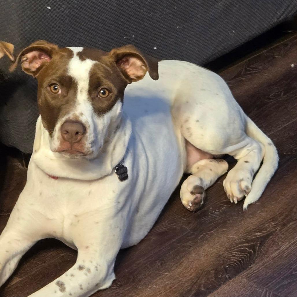 Enlarge Bella, a Adoptable Mixed Breed in Lima, OH image 2/5