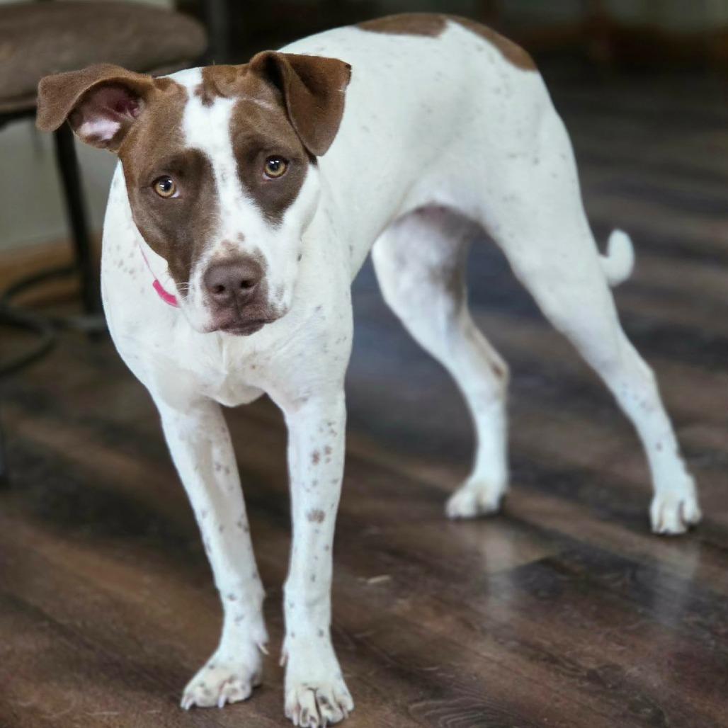 Enlarge Bella, a Adoptable Mixed Breed in Lima, OH image 1/6