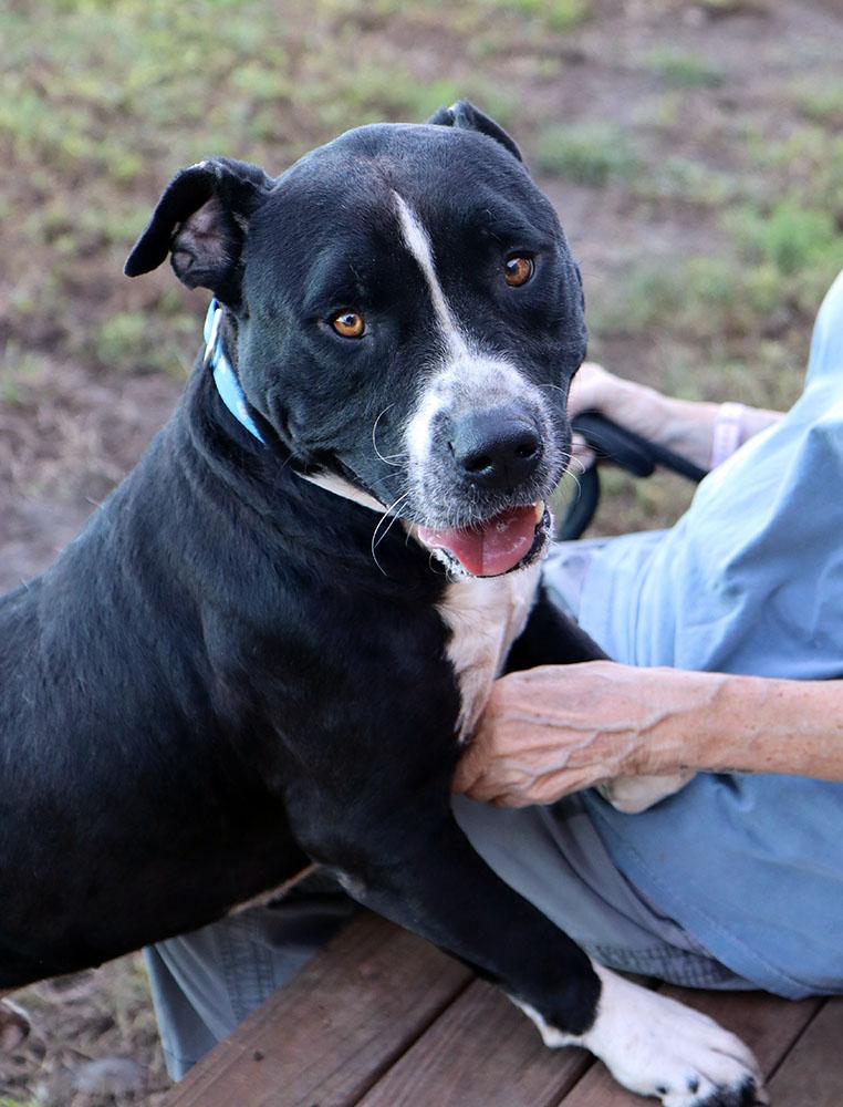 Enlarge Spot (AO37677), a Adoptable mixed breed in Kansas City, KS image 2/5