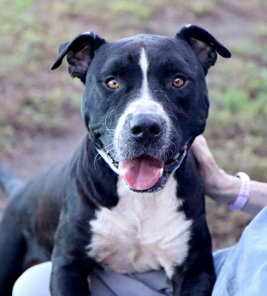 Enlarge Spot (AO37677), a Adoptable mixed breed in Kansas City, KS image 4/5