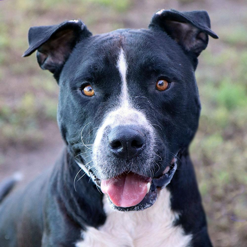 Enlarge Spot (AO37677), a Adoptable mixed breed in Kansas City, KS image 1/5