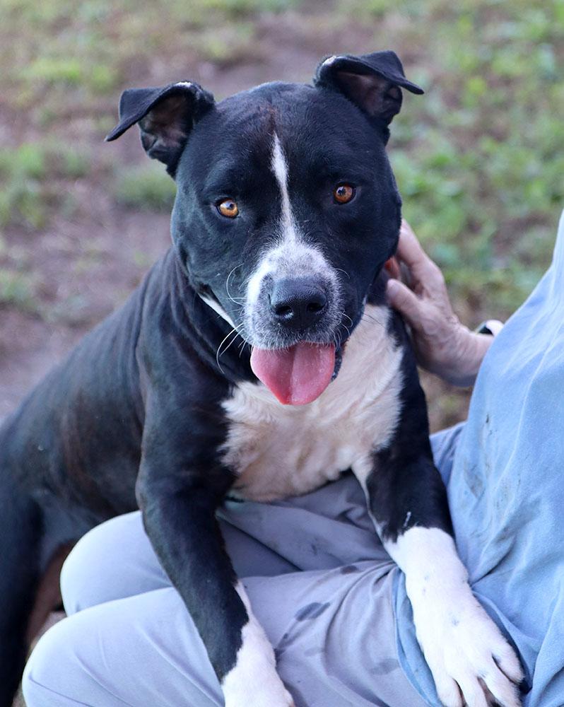Enlarge Spot (AO37677), a Adoptable mixed breed in Kansas City, KS image 5/5