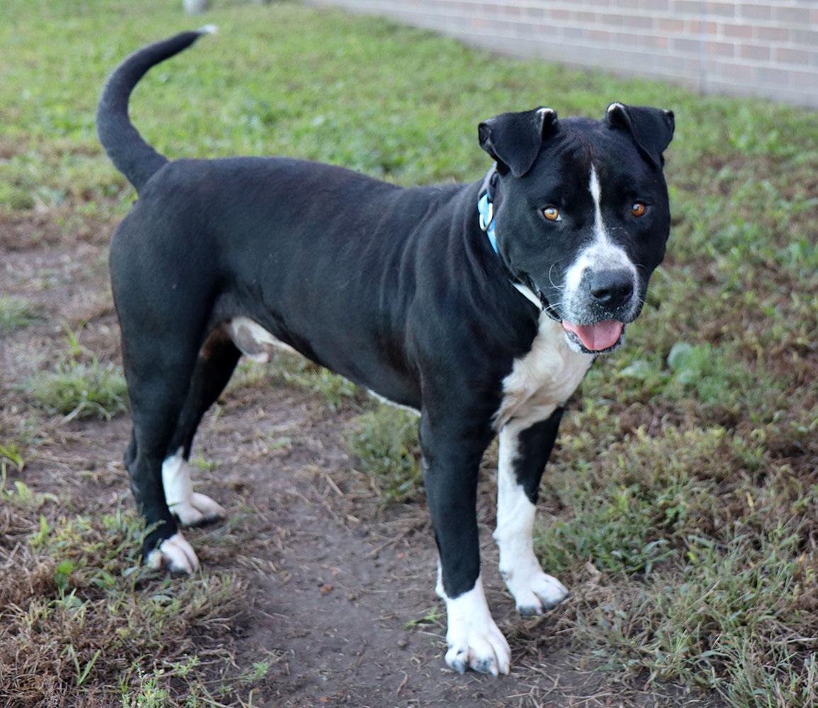 Enlarge Spot (AO37677), a Adoptable mixed breed in Kansas City, KS image 3/5