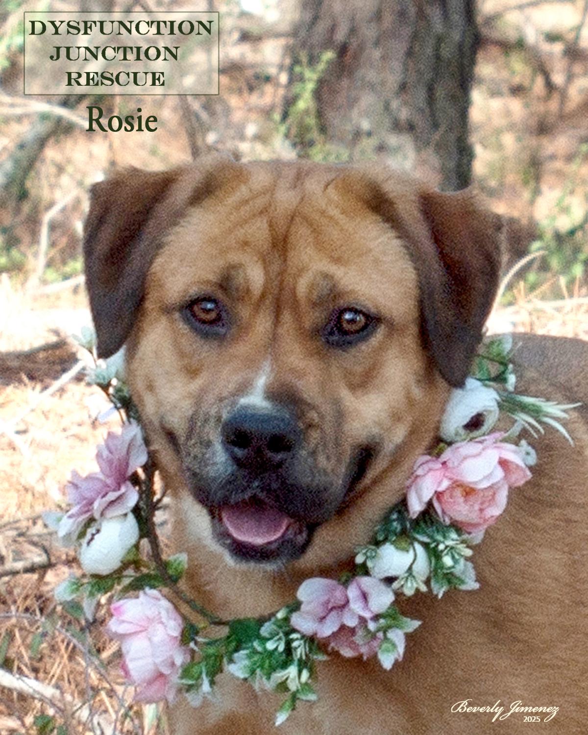 Rosey, Adopted, Young Female Labrador Retriever & Hound.