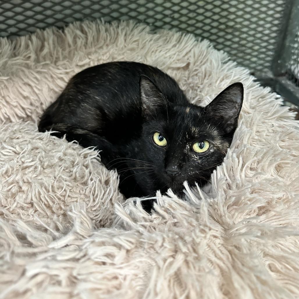 Ambar, Adoptable, Young Female American Shorthair.