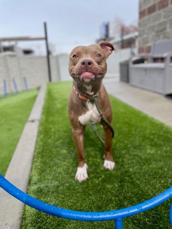 Twix, Adoptable, Adult Male Pit Bull Terrier.