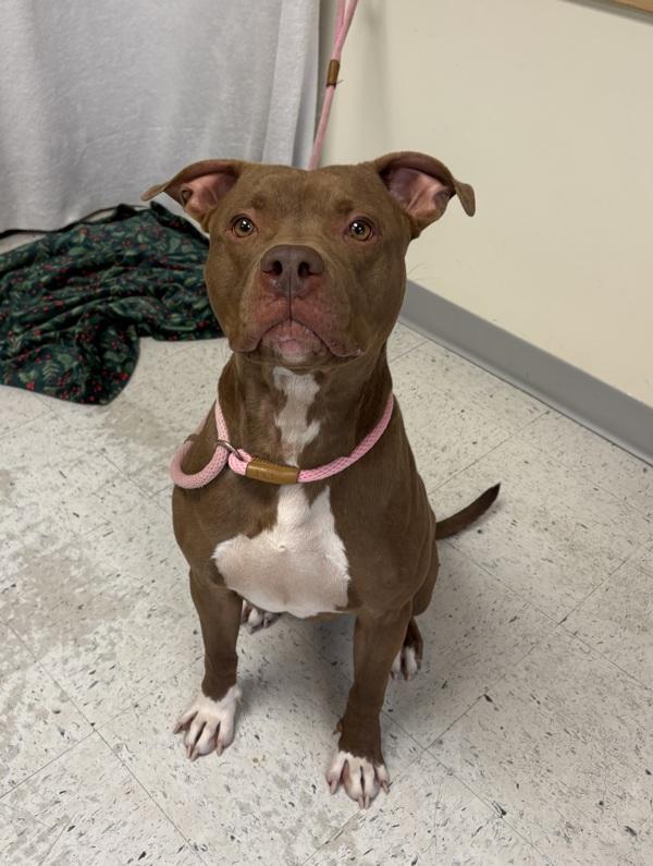 Twix, Adoptable, Adult Male Pit Bull Terrier.