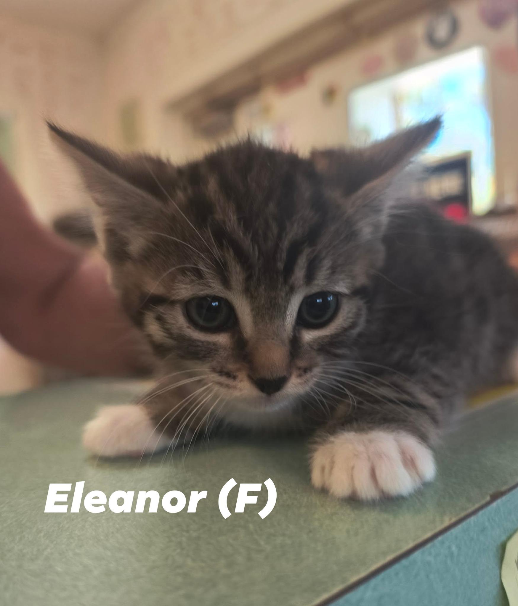 Enlarge KITTEN Alert, a ADOPTABLE mixed breed in Weaverville, CA image 4/4