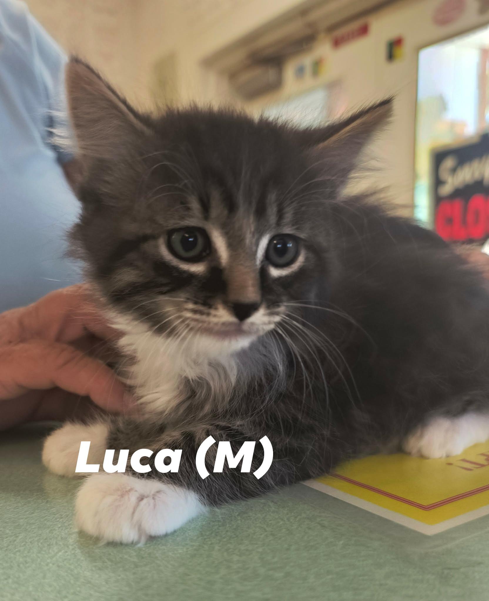 Enlarge KITTEN Alert, a ADOPTABLE mixed breed in Weaverville, CA image 2/4
