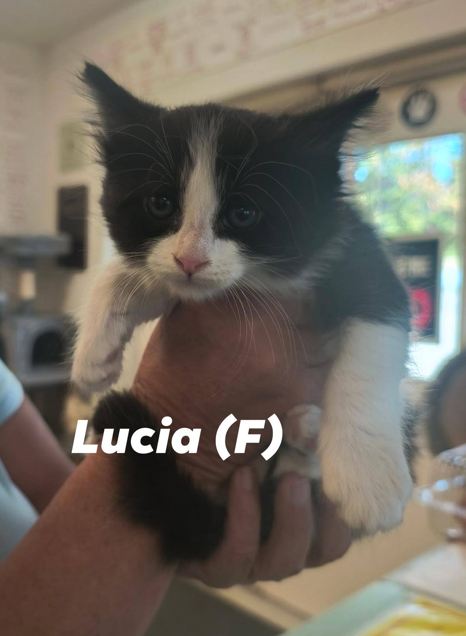 KITTEN Alert, ADOPTABLE, Kitten Male Domestic Short Hair.