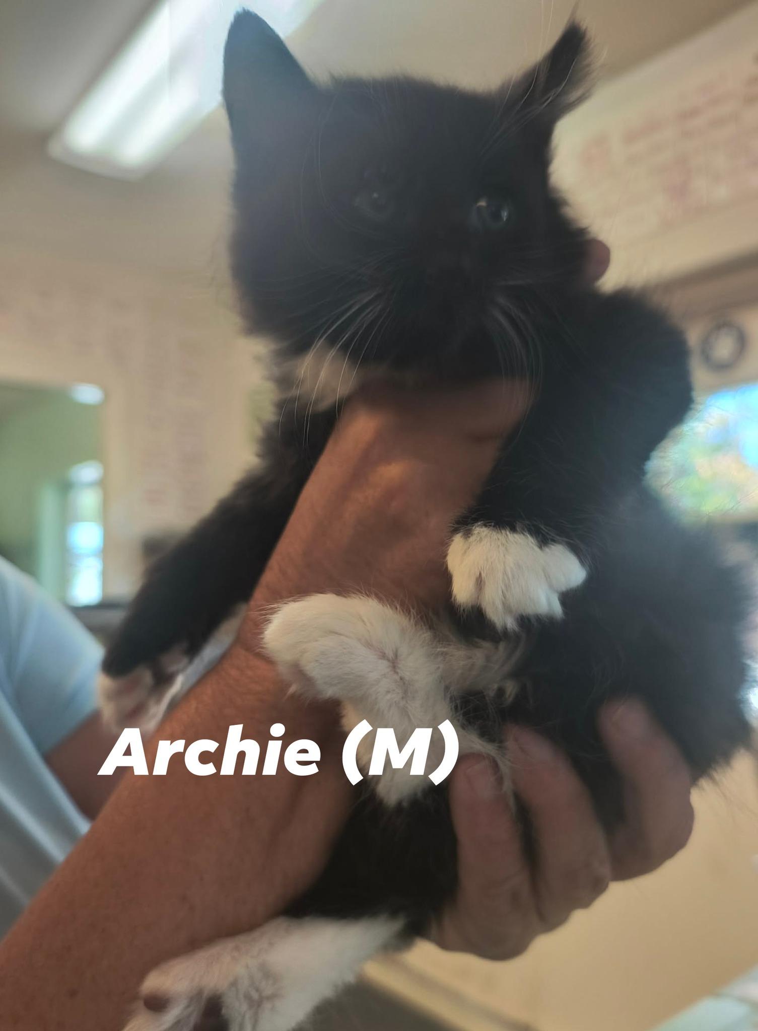 Enlarge KITTEN Alert, a ADOPTABLE mixed breed in Weaverville, CA image 3/4