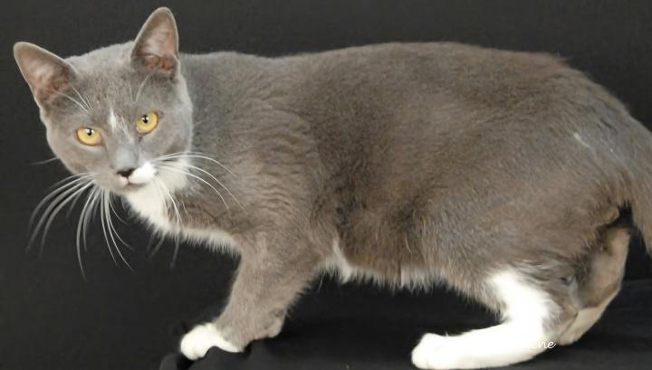 Stars, Adoptable, Adult Male Domestic Short Hair.