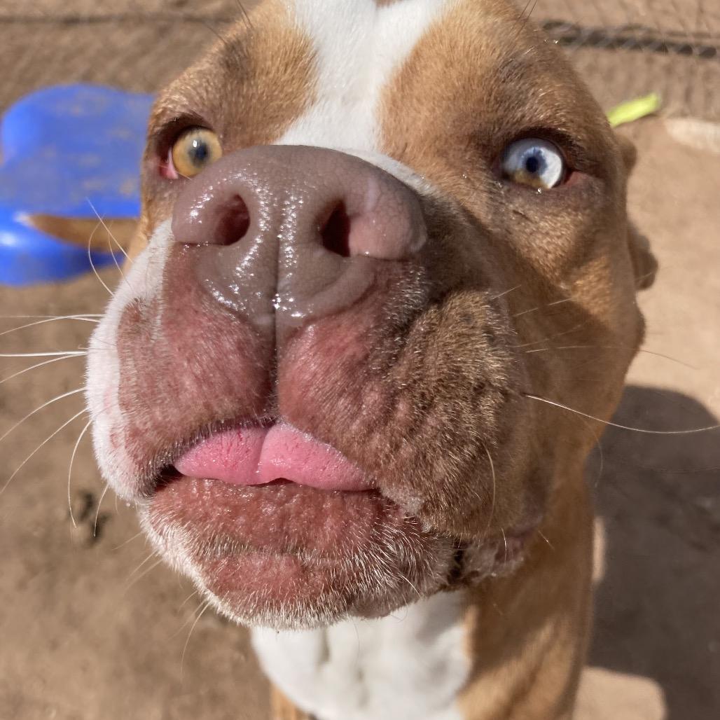 Rocky, Adoptable, Adult Male Pit Bull Terrier.