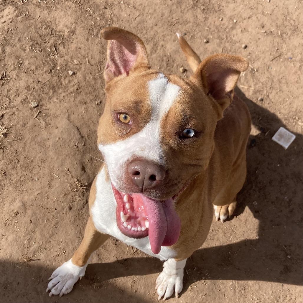 Enlarge Rocky, a Adoptable Pit Bull Terrier in Sand Springs, OK image 2/6