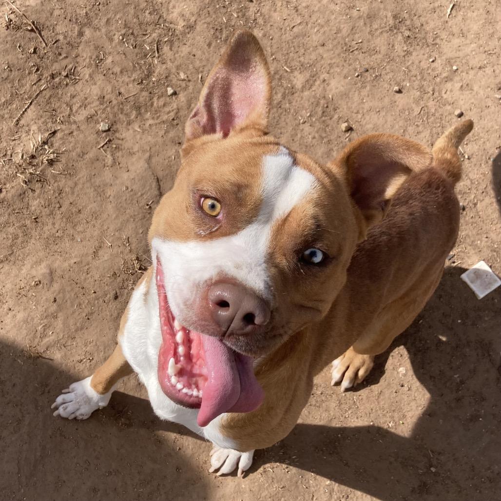 Enlarge Rocky, a Adoptable Pit Bull Terrier in Sand Springs, OK image 4/6