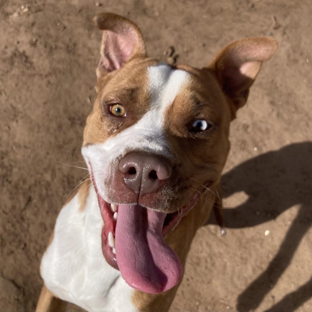 Enlarge Rocky, a Adoptable Pit Bull Terrier in Sand Springs, OK image 5/6