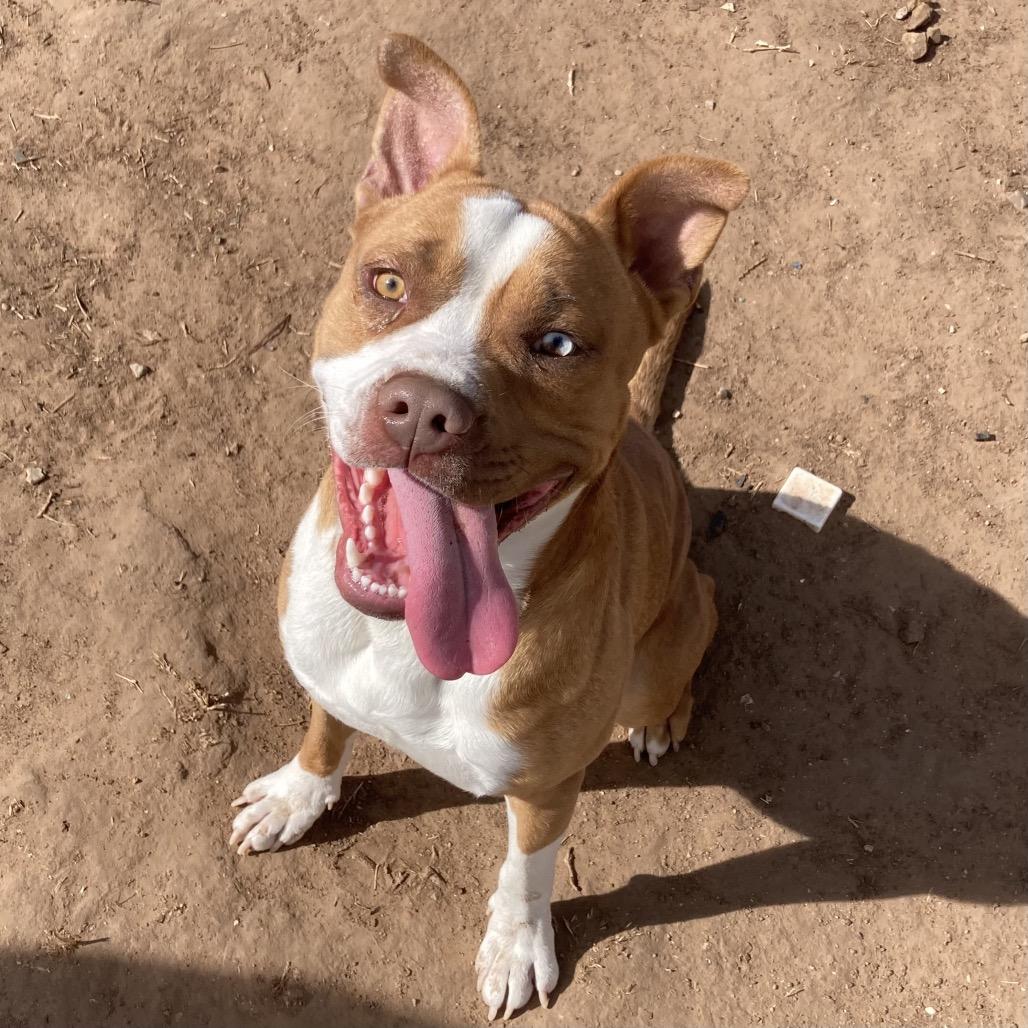 Enlarge Rocky, a Adoptable Pit Bull Terrier in Sand Springs, OK image 6/6