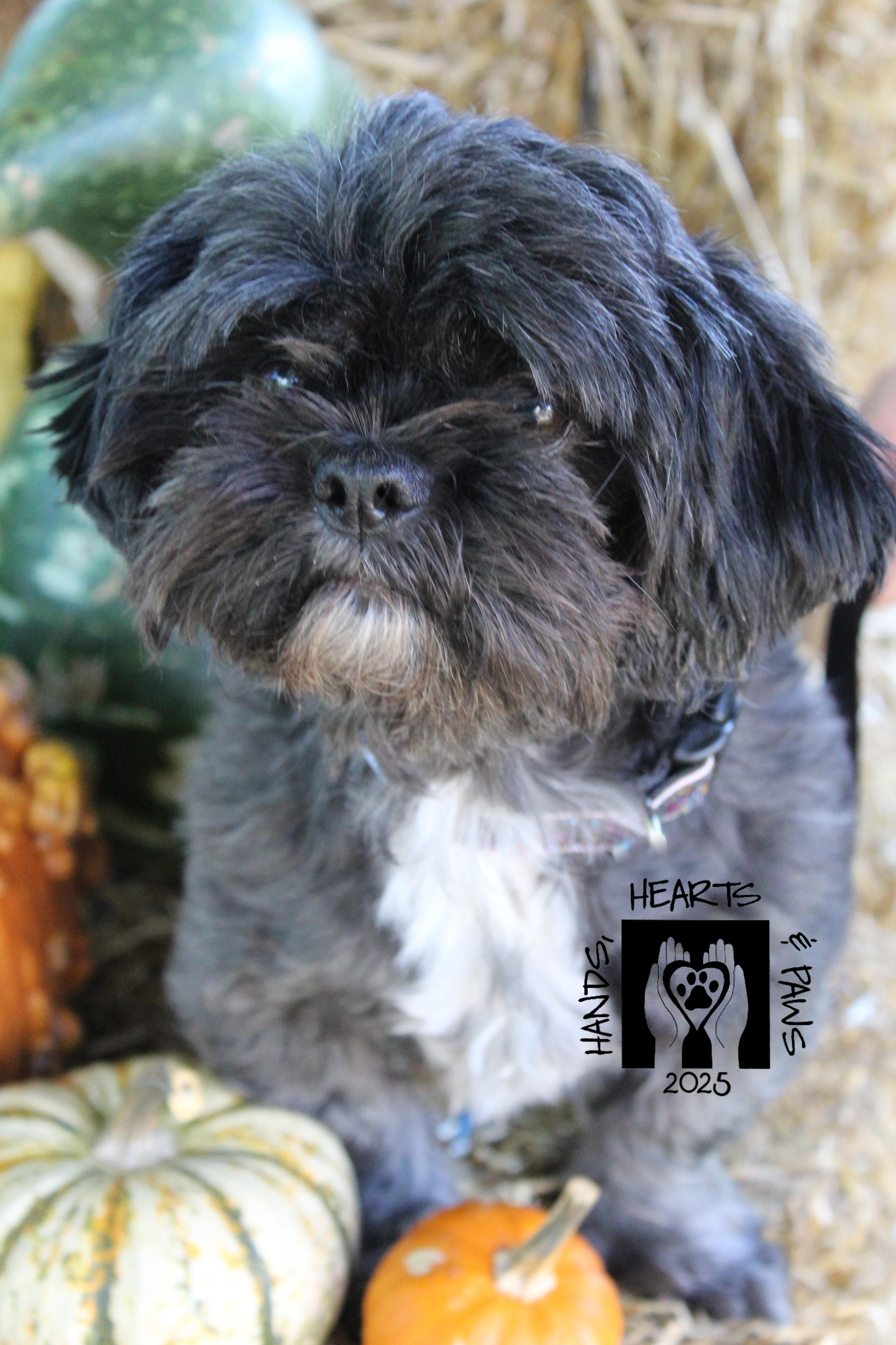Carin, a Adoptable Shih Tzu in Omaha, NE image 2/6