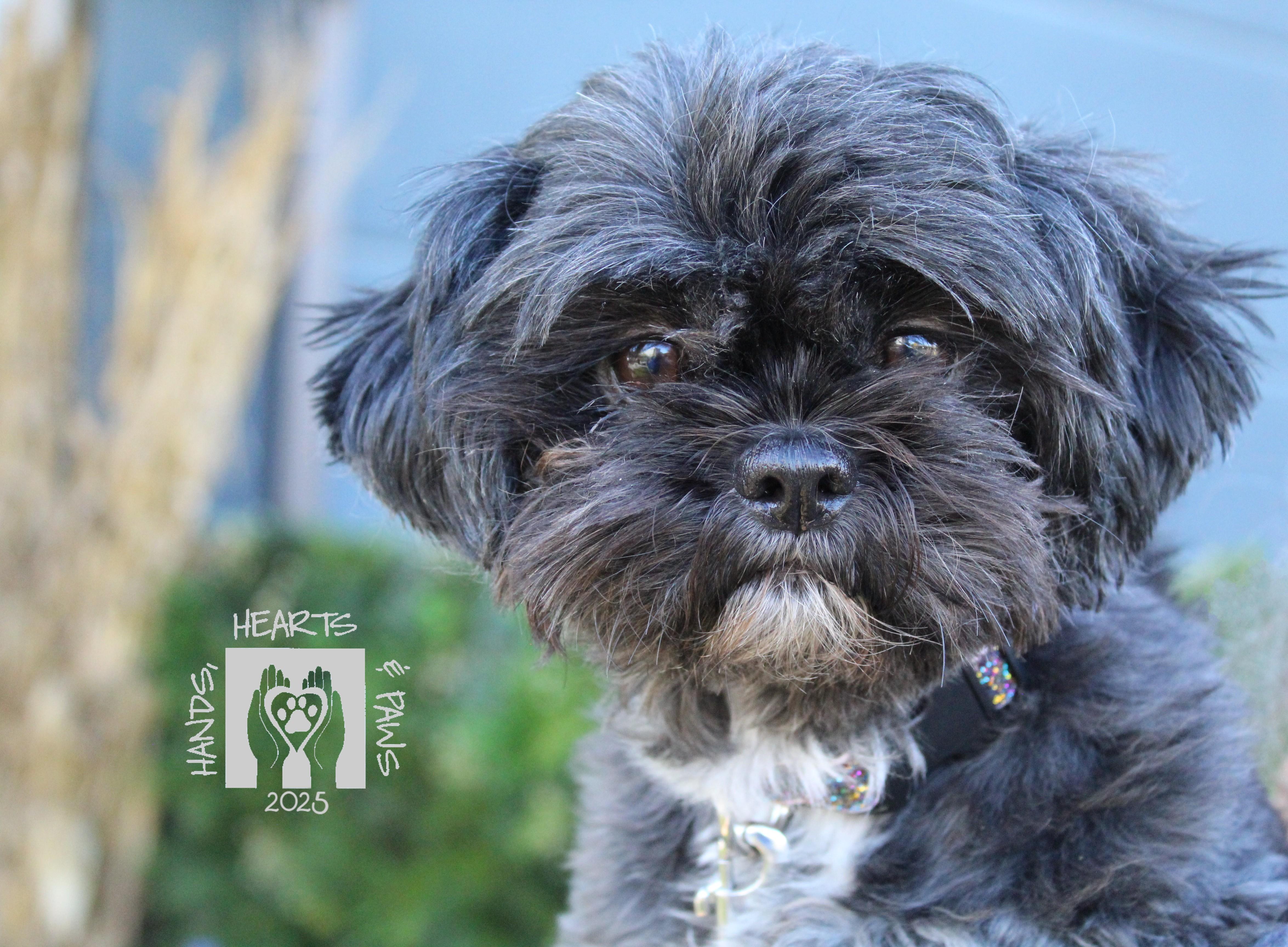 Carin, a Adoptable Shih Tzu in Omaha, NE image 5/6