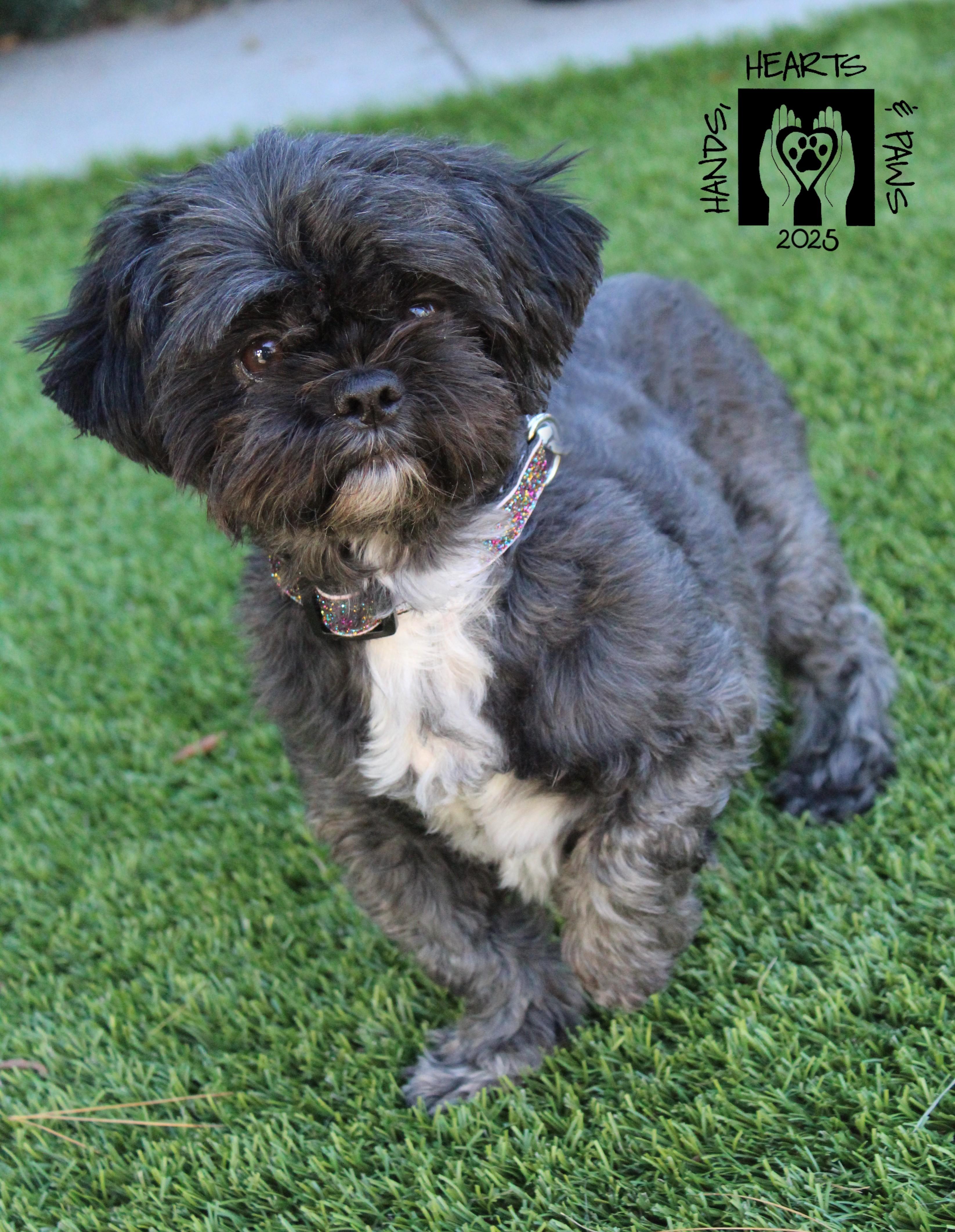 Carin, a Adoptable Shih Tzu in Omaha, NE image 1/6