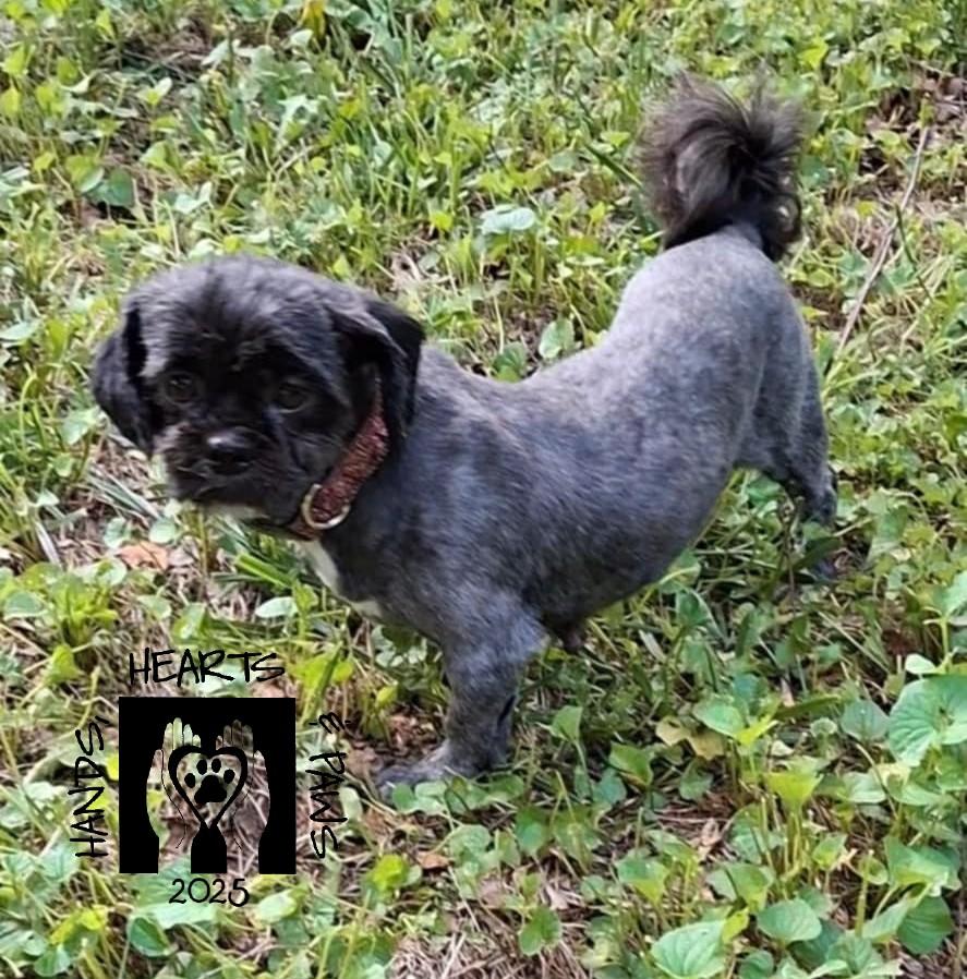 Carin, a Adoptable Shih Tzu in Omaha, NE image 3/6