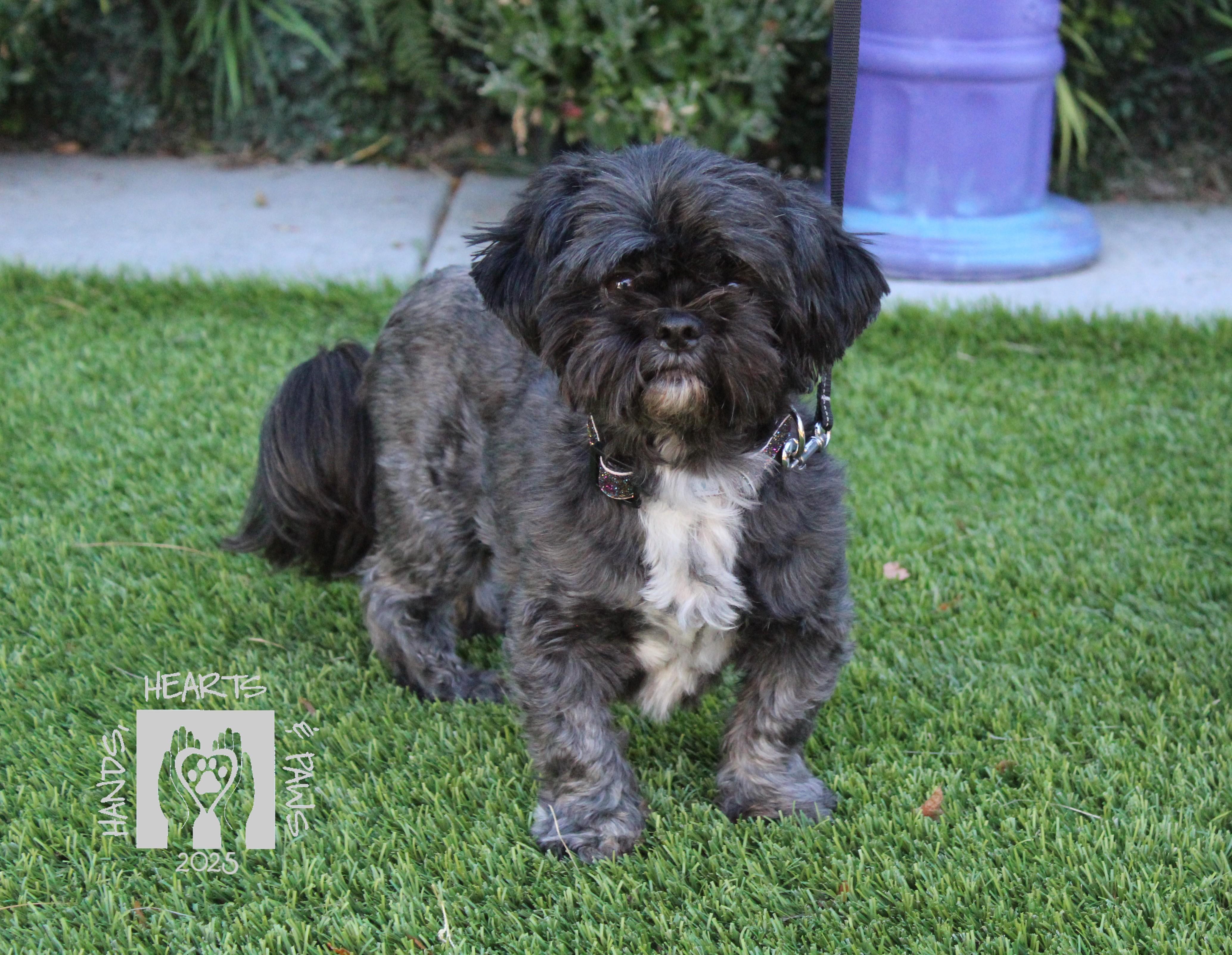 Carin, a Adoptable Shih Tzu in Omaha, NE image 6/6