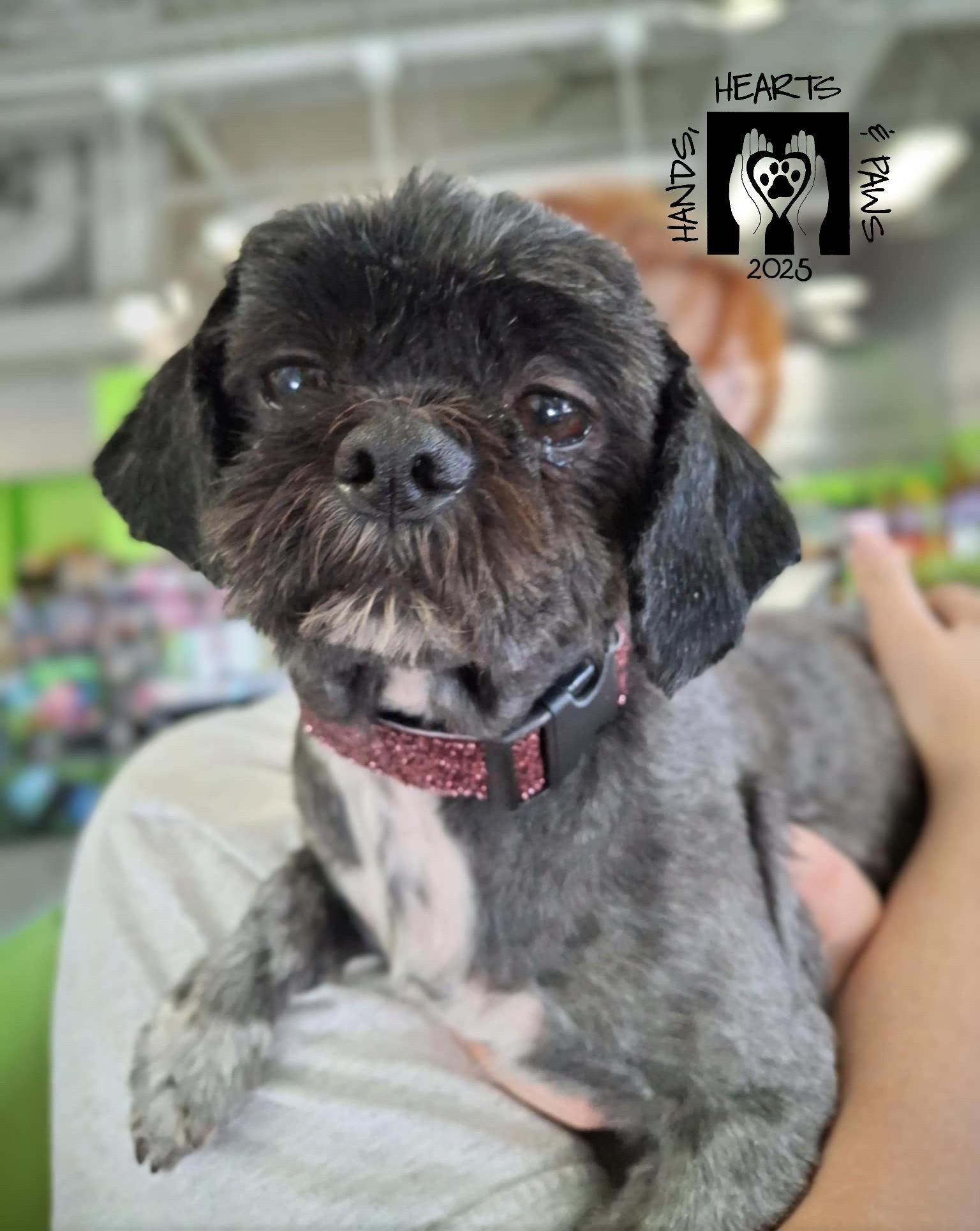 Carin, a Adoptable Shih Tzu in Omaha, NE image 4/6