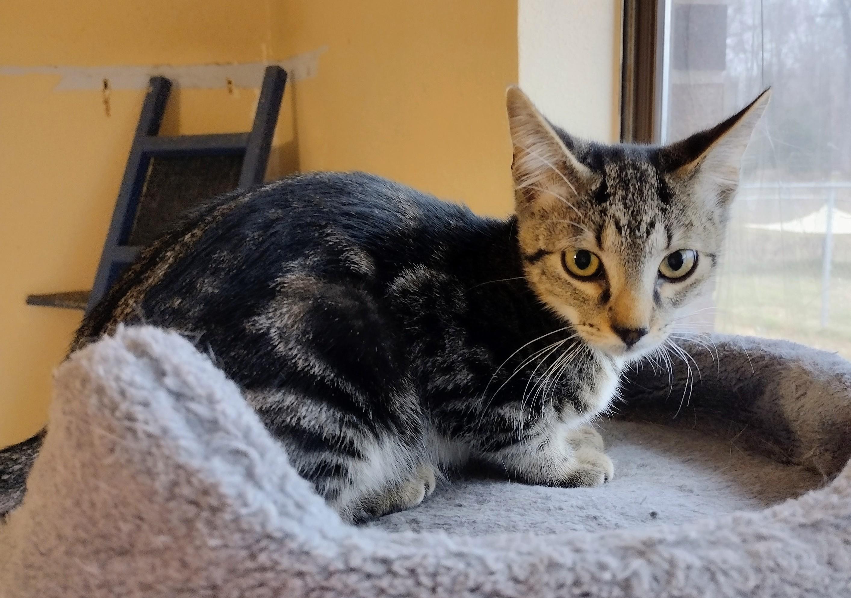Harlow, adopted, Young Female Domestic Short Hair.