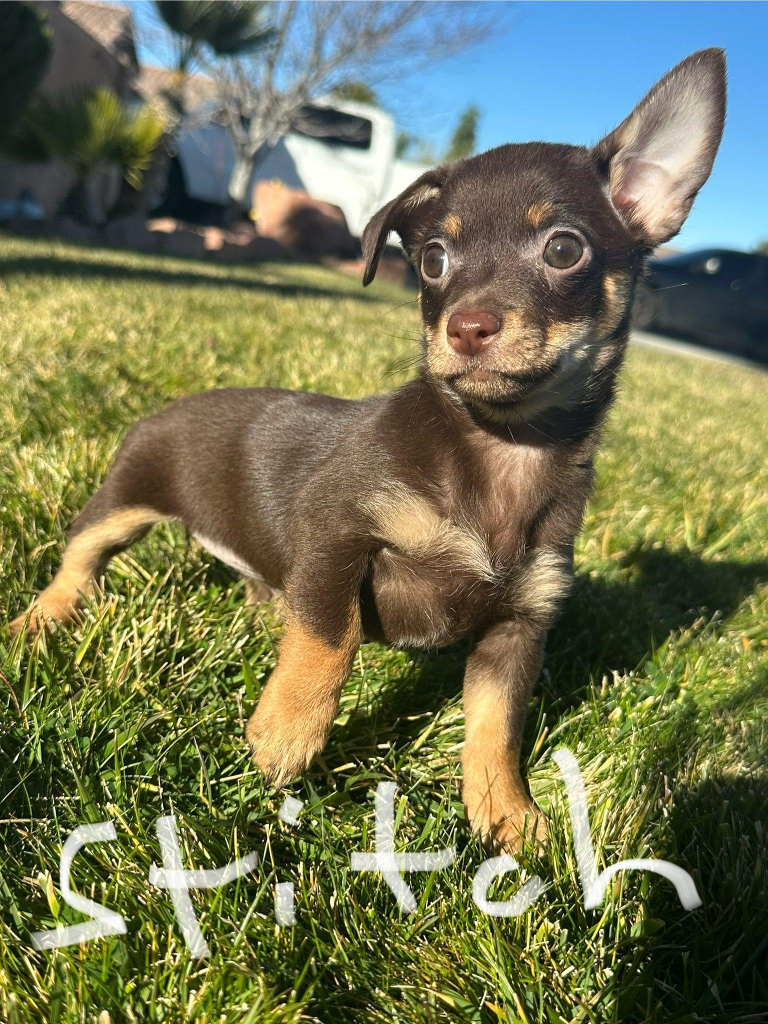 Button's Stitch, adopted, Puppy Female Chihuahua.