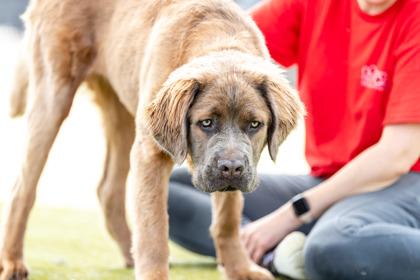 Lemon Shark — thumbnail 2