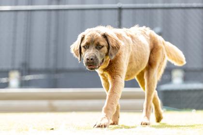 Lemon Shark — thumbnail 3