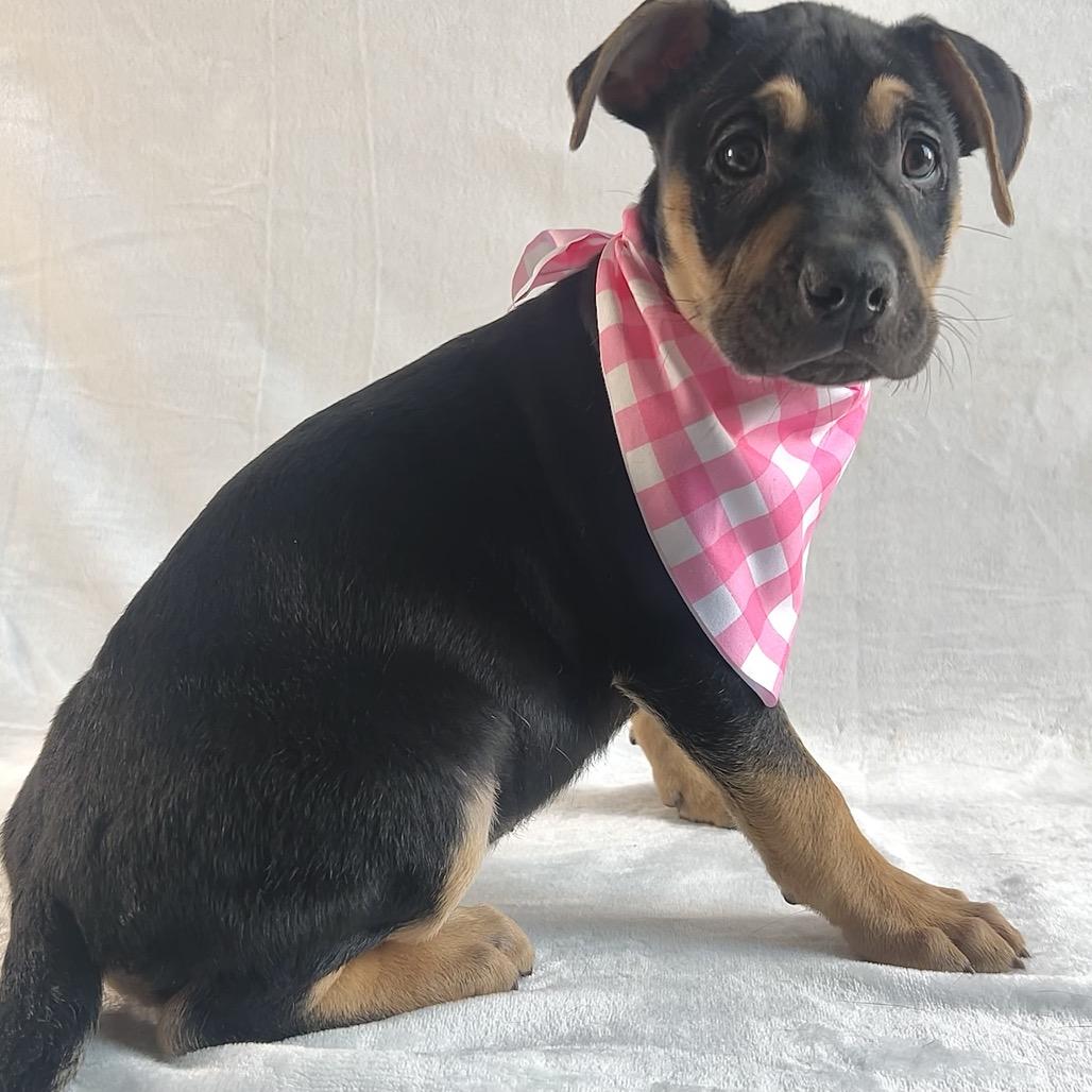 Luci, Adoptable, Puppy Female Labrador Retriever & Shepherd.