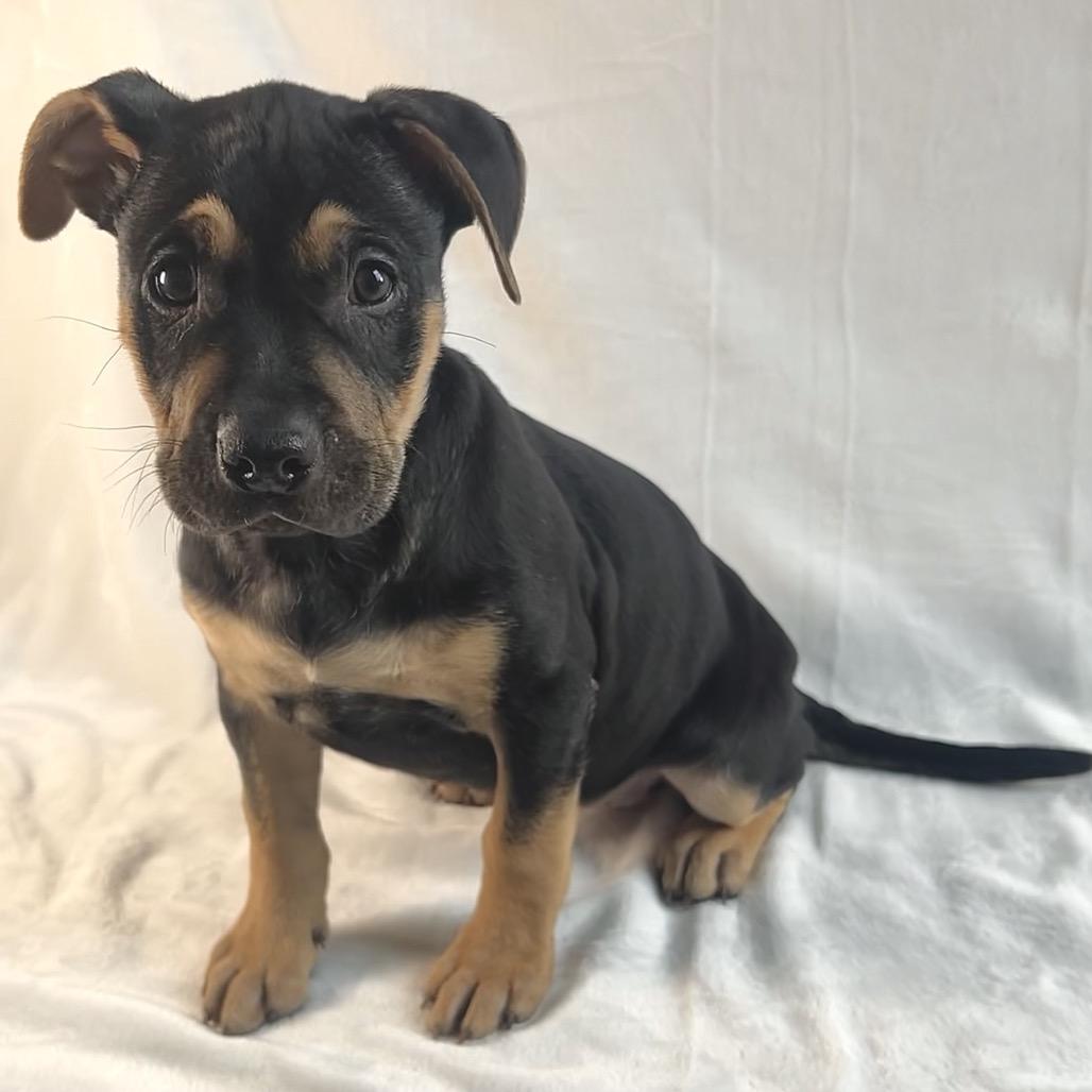 Enlarge Luci, a Adoptable mixed breed in Johnson City, TN image 2/5