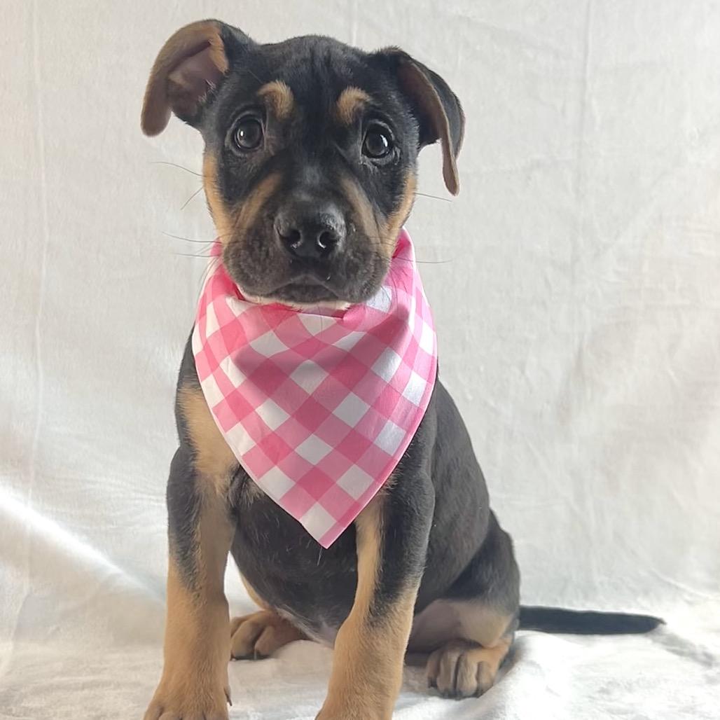 Enlarge Luci, a Adoptable mixed breed in Johnson City, TN image 3/5