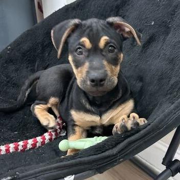 Enlarge Luci, a Adoptable mixed breed in Johnson City, TN image 4/5